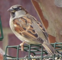 sparrow-unidentified sm